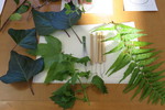 Botanical Art Workshop