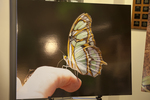 The Butterflies of Iguazu Falls, Agentina exhibit and reception