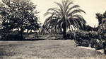 Grounds of Palmetto Grove, estate of Frank Marion Chapman, Covina, California, ca. 1915