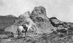 Horse near rocks in Mexico, 1905