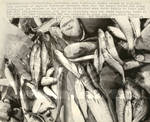 Dead Salmon, Department of Fisheries Hatchery